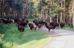 02343_ElkIsland Alberta Bison